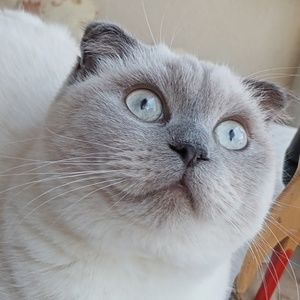 Meet your Posher, Ozlem